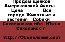 Продам щенков Американской Акиты › Цена ­ 25 000 - Все города Животные и растения » Собаки   . Сахалинская обл.,Южно-Сахалинск г.